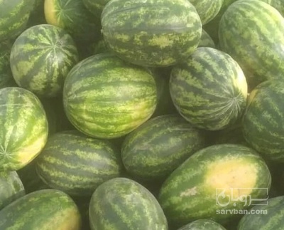 فروش هندوانه گرد