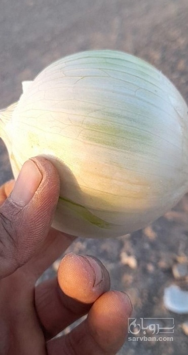 فروش پیاز سفید