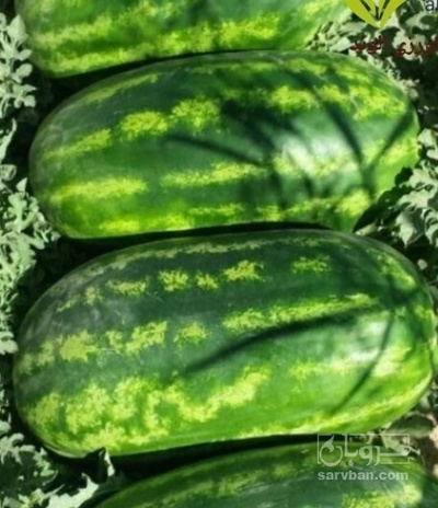 فروش هندوانه بیضی