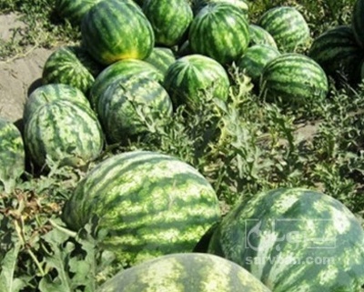 فروش هندوانه گرد