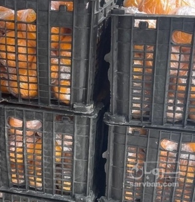 فروش پرتقال