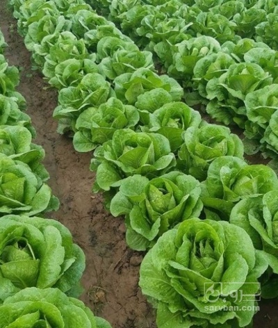 فروش کاهو ایرانی - رومانو