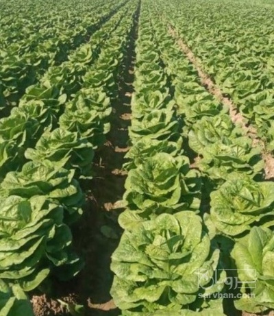 فروش کاهو ایرانی - رومانو