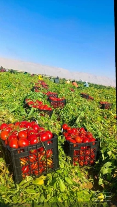 فروش گوجه فرنگی4129 2