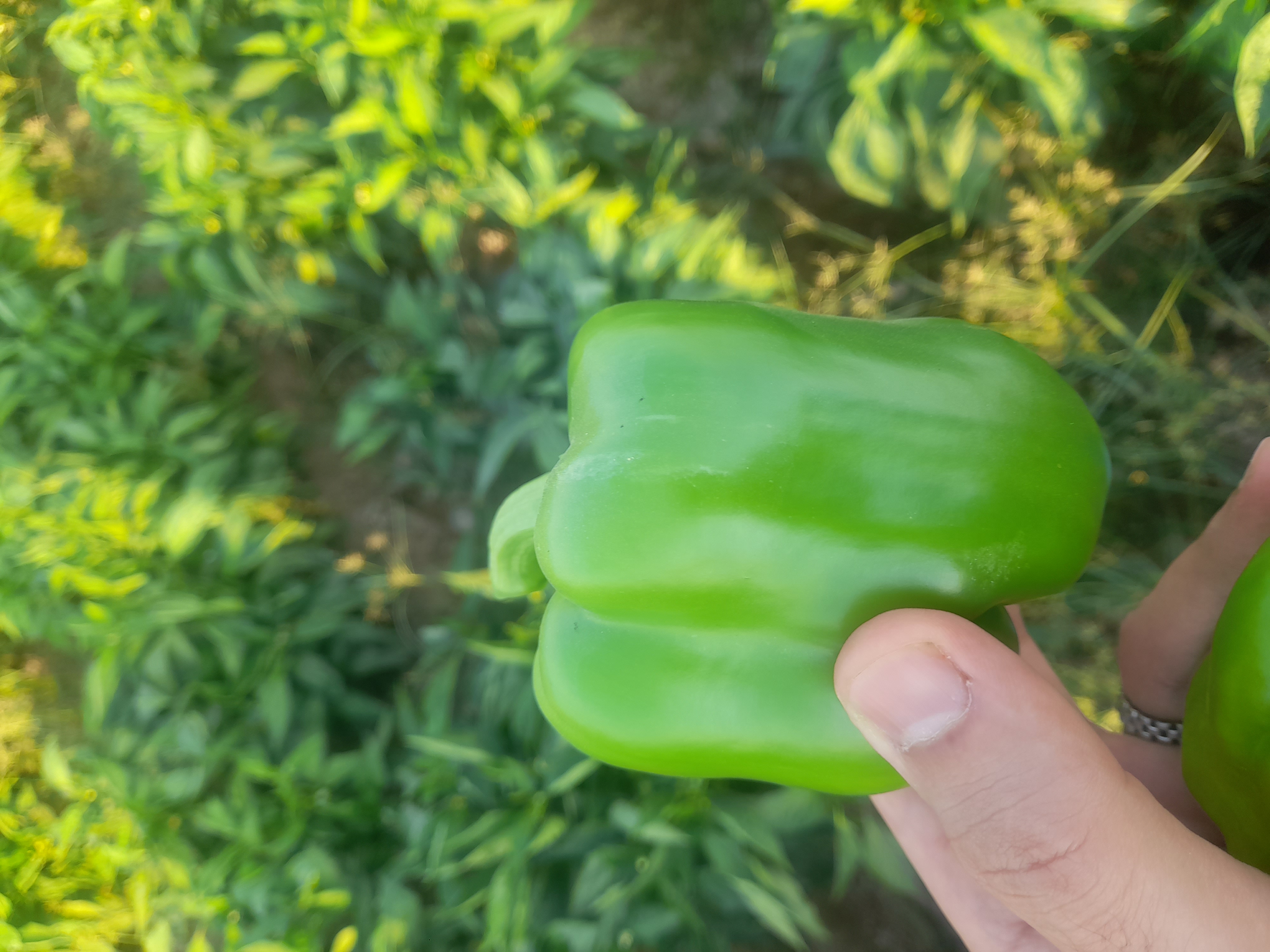 فروش فلفل دلمه ای سبز