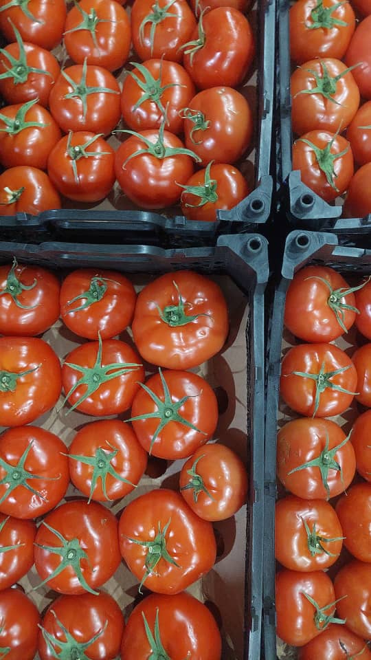 فروش گوجه فرنگی4129