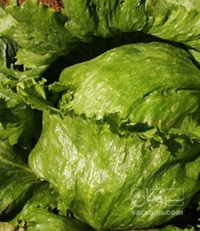 فروش کاهو ایسبرگ - آیسبرگ متری