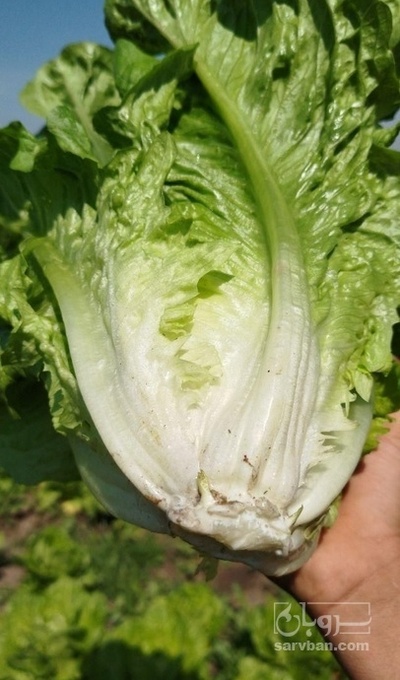 فروش کاهو ایرانی - رومانو متری