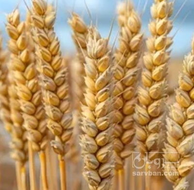 فروش گندم