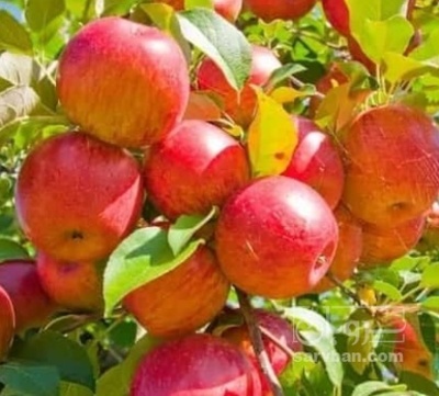 فروش سیب قرمز