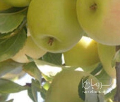 فروش سیب زرد