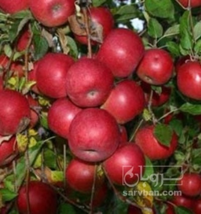 فروش سیب قرمز