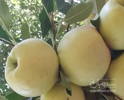 فروش سیب گلاب