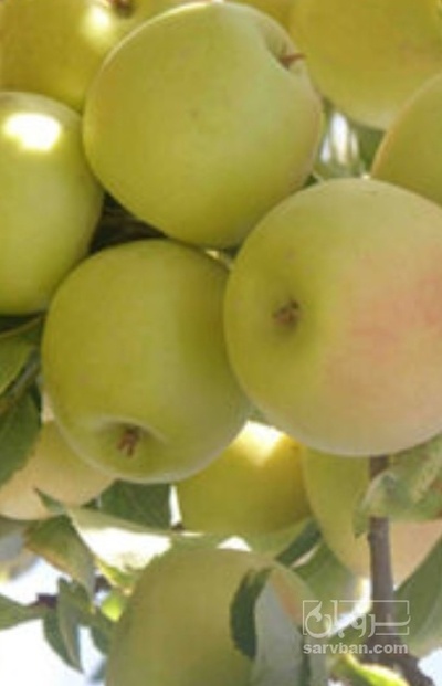 فروش سیب زرد