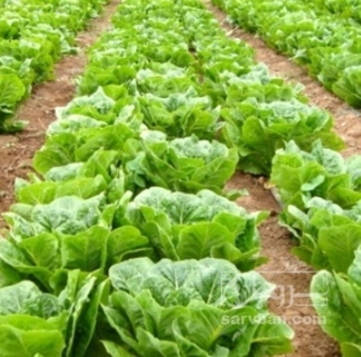 فروش کاهو ایرانی - رومانو