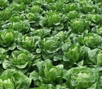 فروش کاهو ایرانی هکتاری