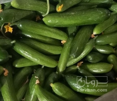 فروش خیار اصلاحی کوتاه