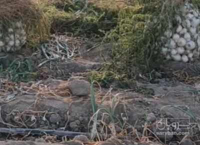 فروش پیاز سفید