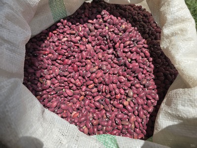 فروش لوبیا قرمز