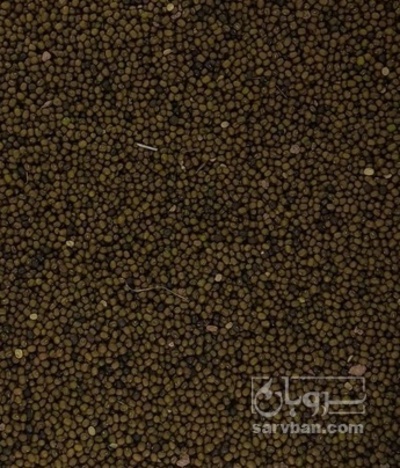فروش ماش | سروبان