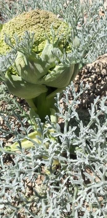 فروش آنغوزه (گیاه‌ دارویی)