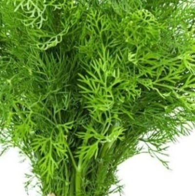 فروش شوید تازه