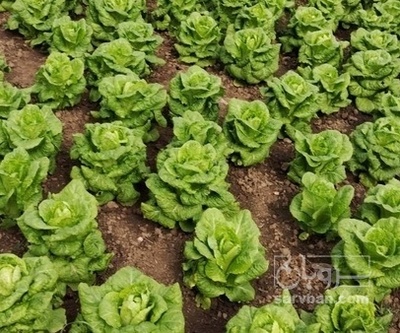 فروش کاهو ایرانی - رومانو