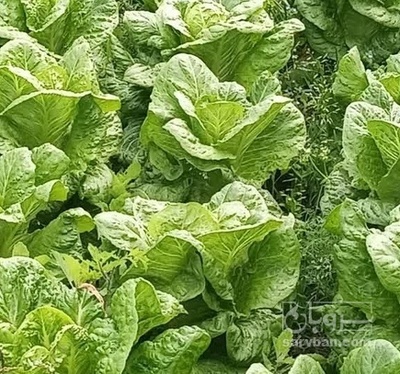 فروش کاهو ایرانی - رومانو متری 1600 متر