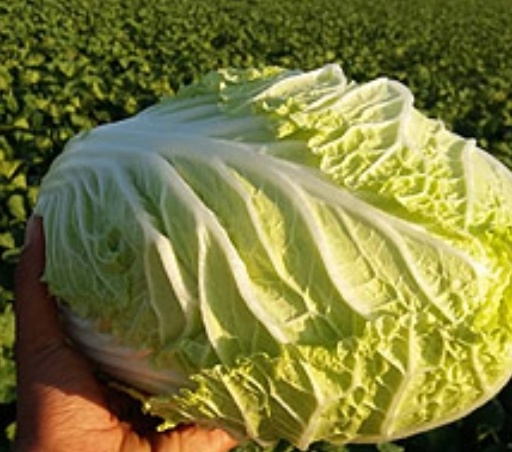 فروش کاهو ایرانی  چینی