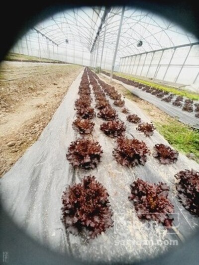 فروش کاهو فرانسوی