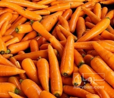 فروش هویج هکتاری