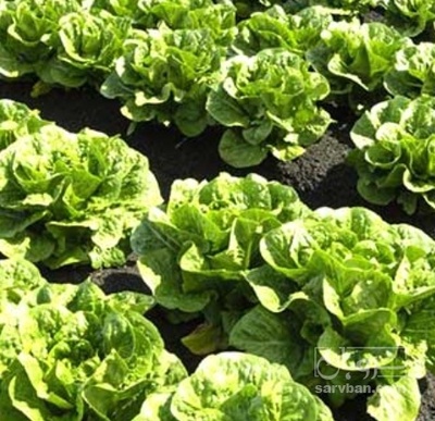 فروش کاهو ایرانی - رومانو