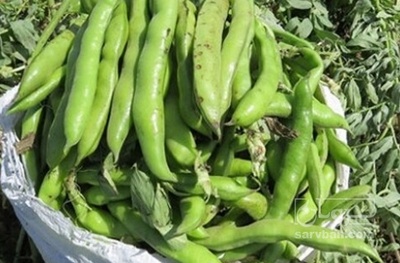 فروش باقلا تازه - باقالی - باقالا