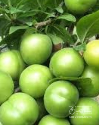 فروش گوجه سبز