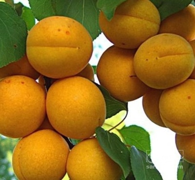 فروش زردآلو