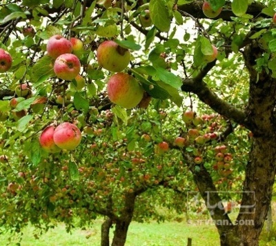 فروش سیب قرمز