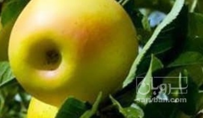 فروش سیب زرد