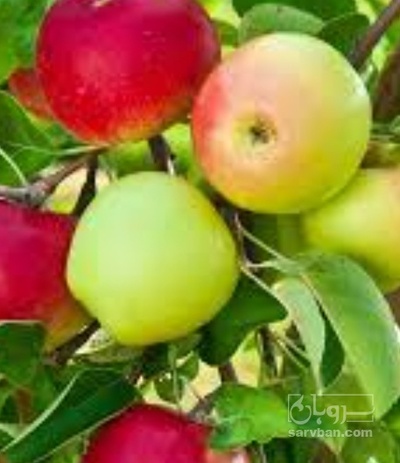 فروش سیب