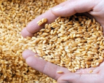 فروش گندم