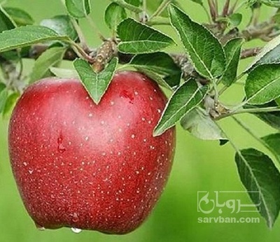 فروش سیب قرمز
