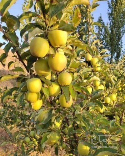 فروش  سیب زرد