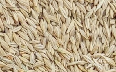 فروش جو