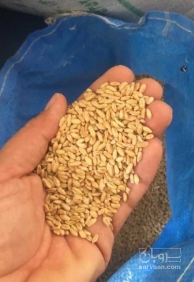 فروش گندم