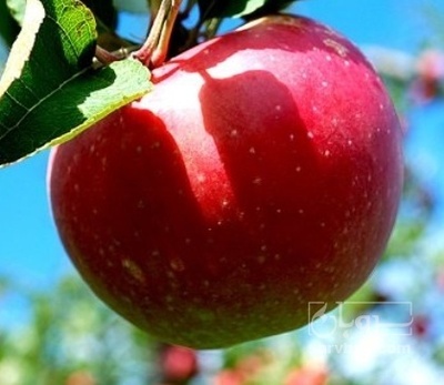 فروش سیب قرمز