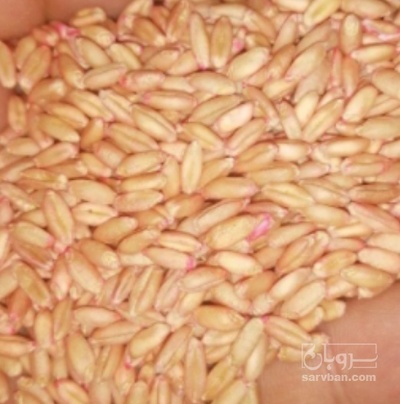 فروش گندم
