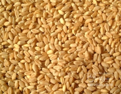 فروش گندم