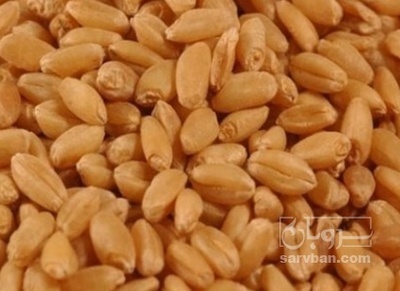 فروش گندم