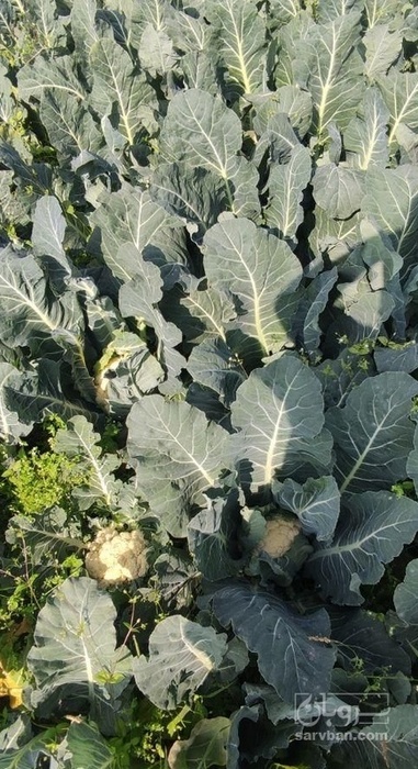 فروش گل کلم