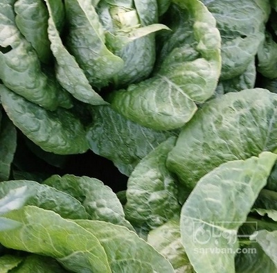 فروش کاهو ایرانی - رومانو