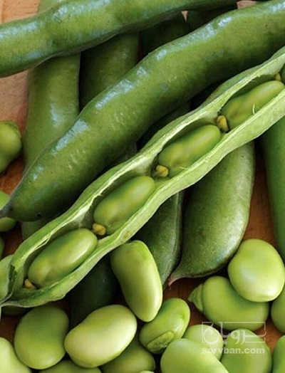 فروش باقلا تازه - باقالی - باقالا